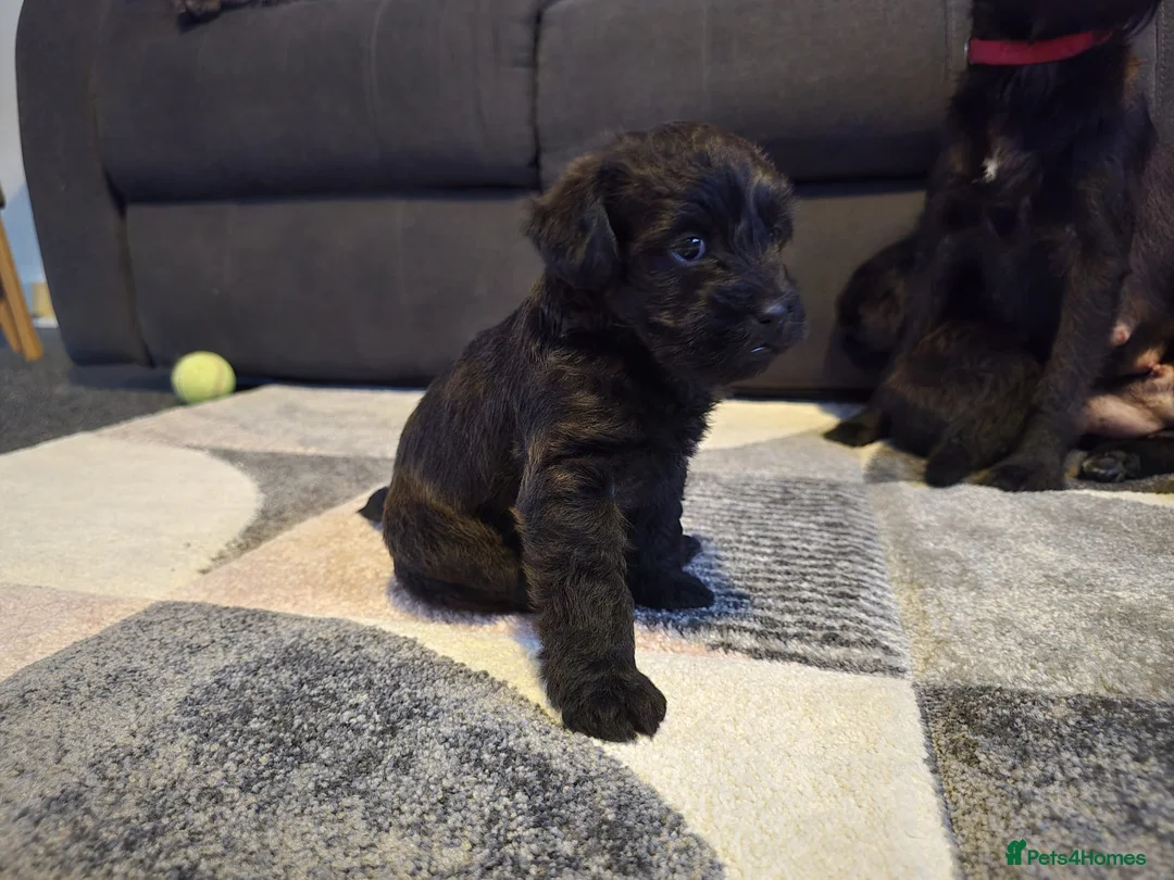 Mixed Breed dogs for sale: Three beautiful cross breed male puppies - Advert 2