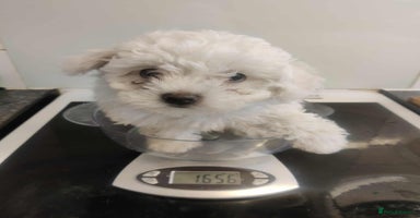 Maltese dogs - Advert 16