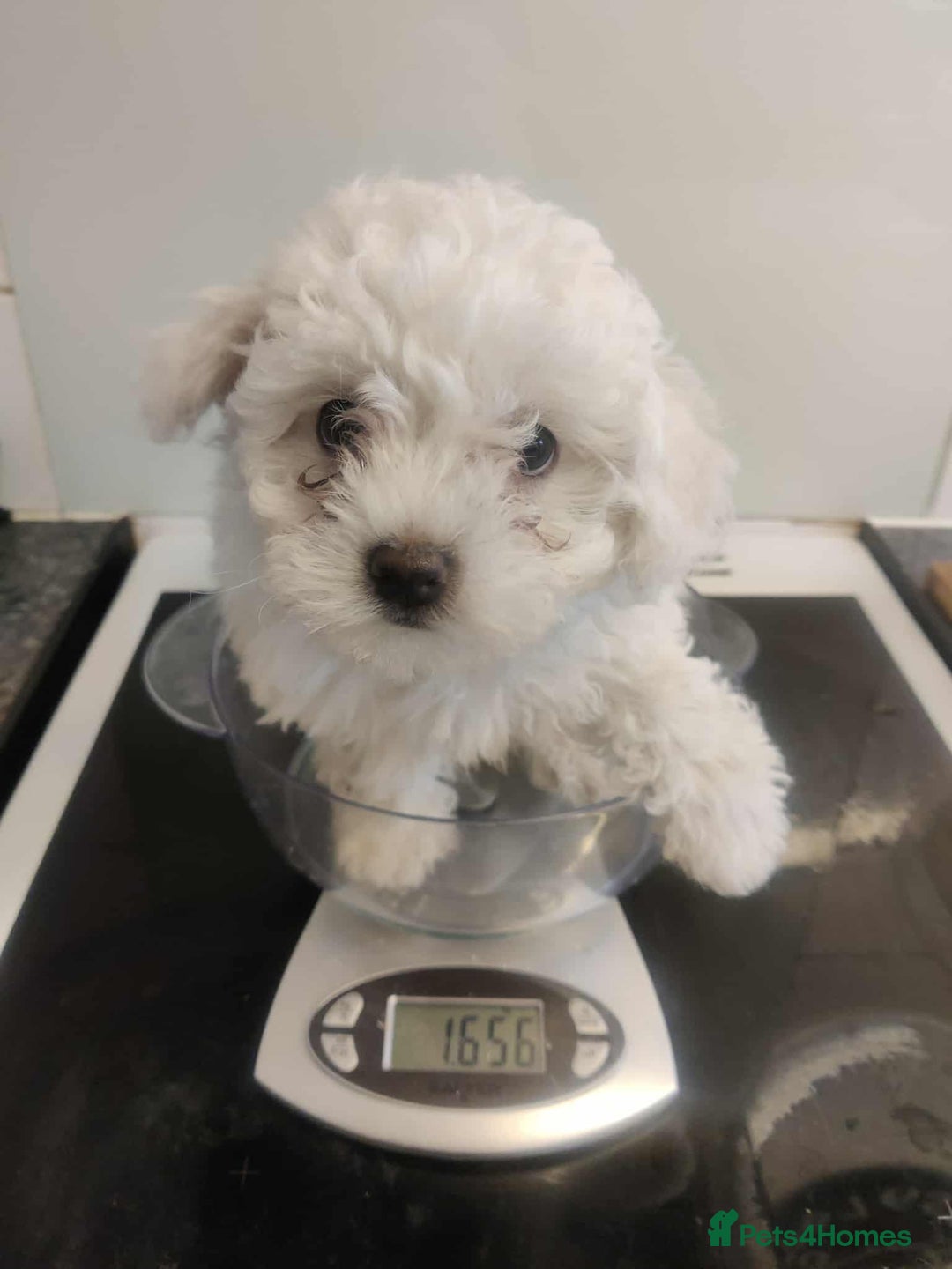 Maltese dogs for sale: Ready to go ! Gorgeous Maltese girls for salee - Image 2