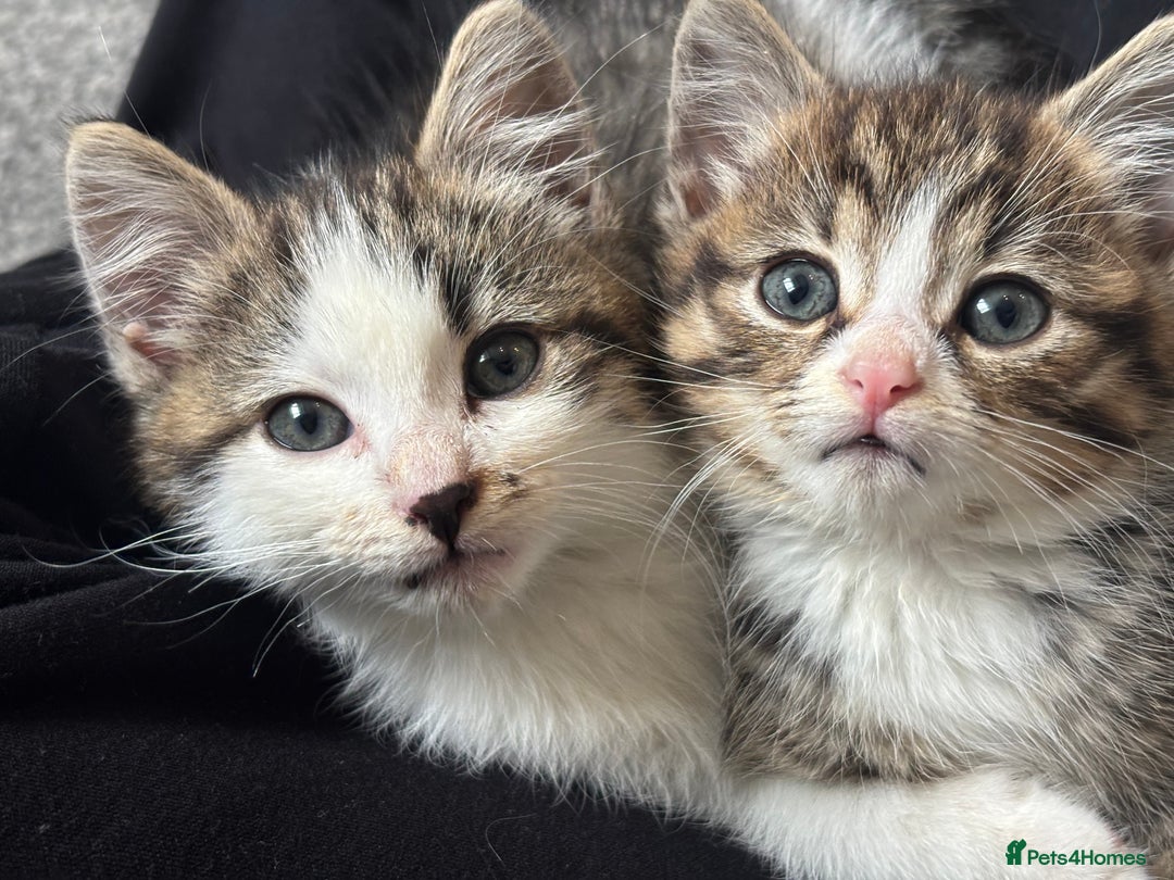 Mixed Breed cats for sale: Mixed Kittens - Image 3