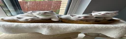 Ragdoll cats for sale:  TICA Quality Beautiful ragdoll kittens 😻🌟 - Advert 20