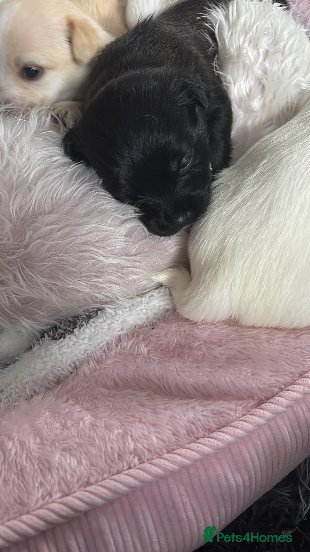 Mixed Breed dogs for sale: Maltijack - Advert 10