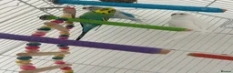 Budgerigars birds for sale: Budgies and enclosure for sale in Heywood - Advert 3