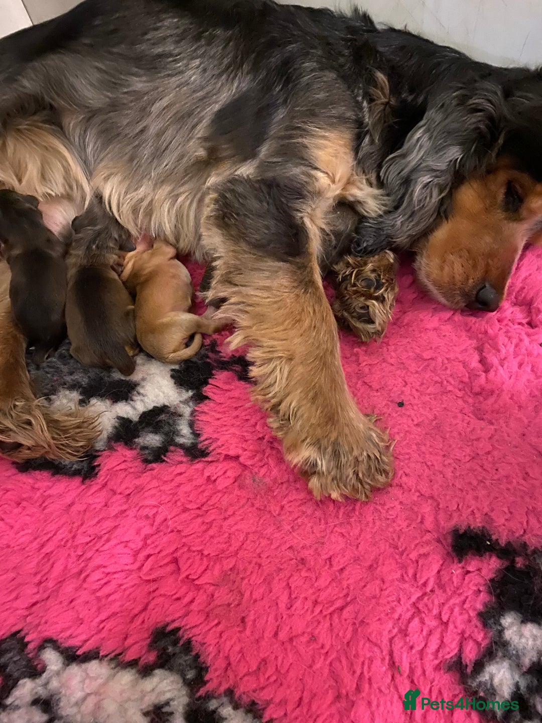 Cockapoo dogs for sale: F1 Cockapoo little girl,ready now. - Image 13