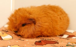 Guinea Pig rodents for sale: Female Swiss Guinea Pigs - Image 6