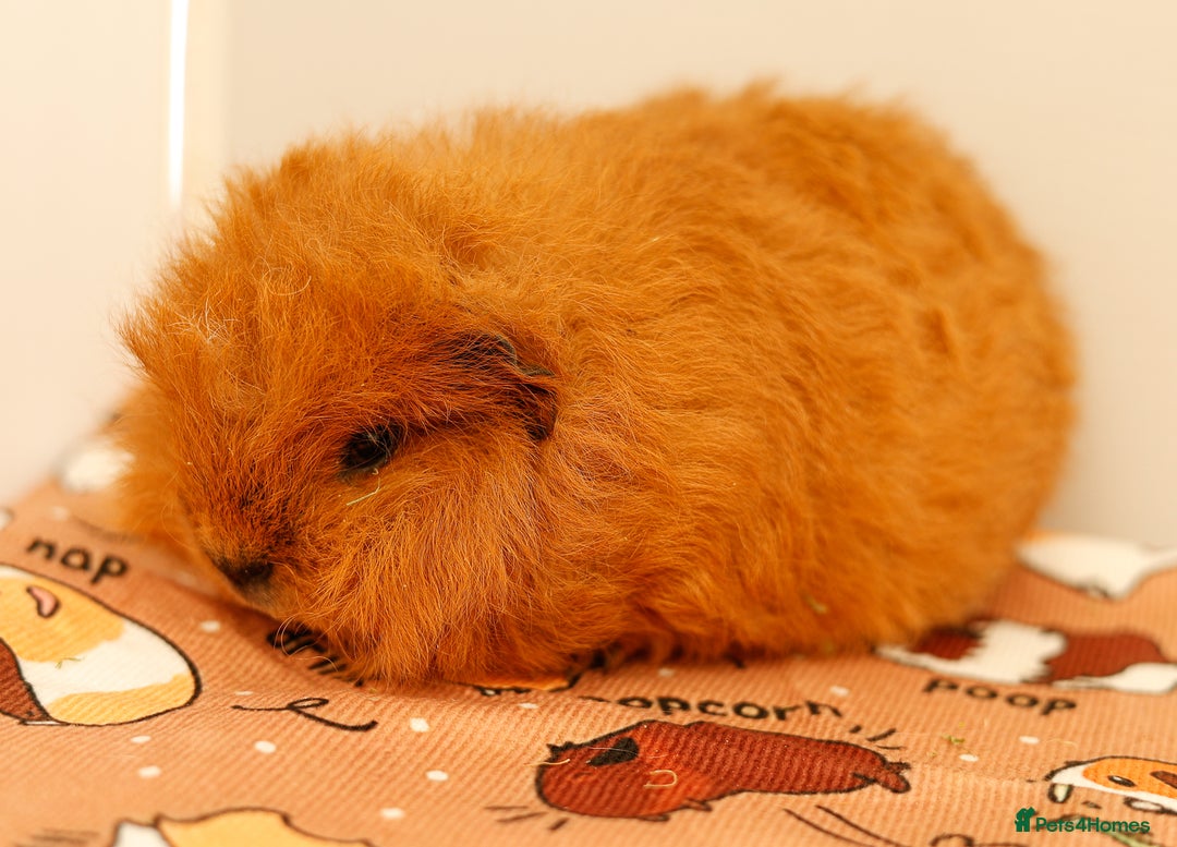 Guinea Pig rodents for sale: Female Swiss Guinea Pigs - Image 6