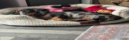 Dachshund dogs for sale: Silver dappled dachshund looking for a new home. in Burnham-on-Sea - Advert 2
