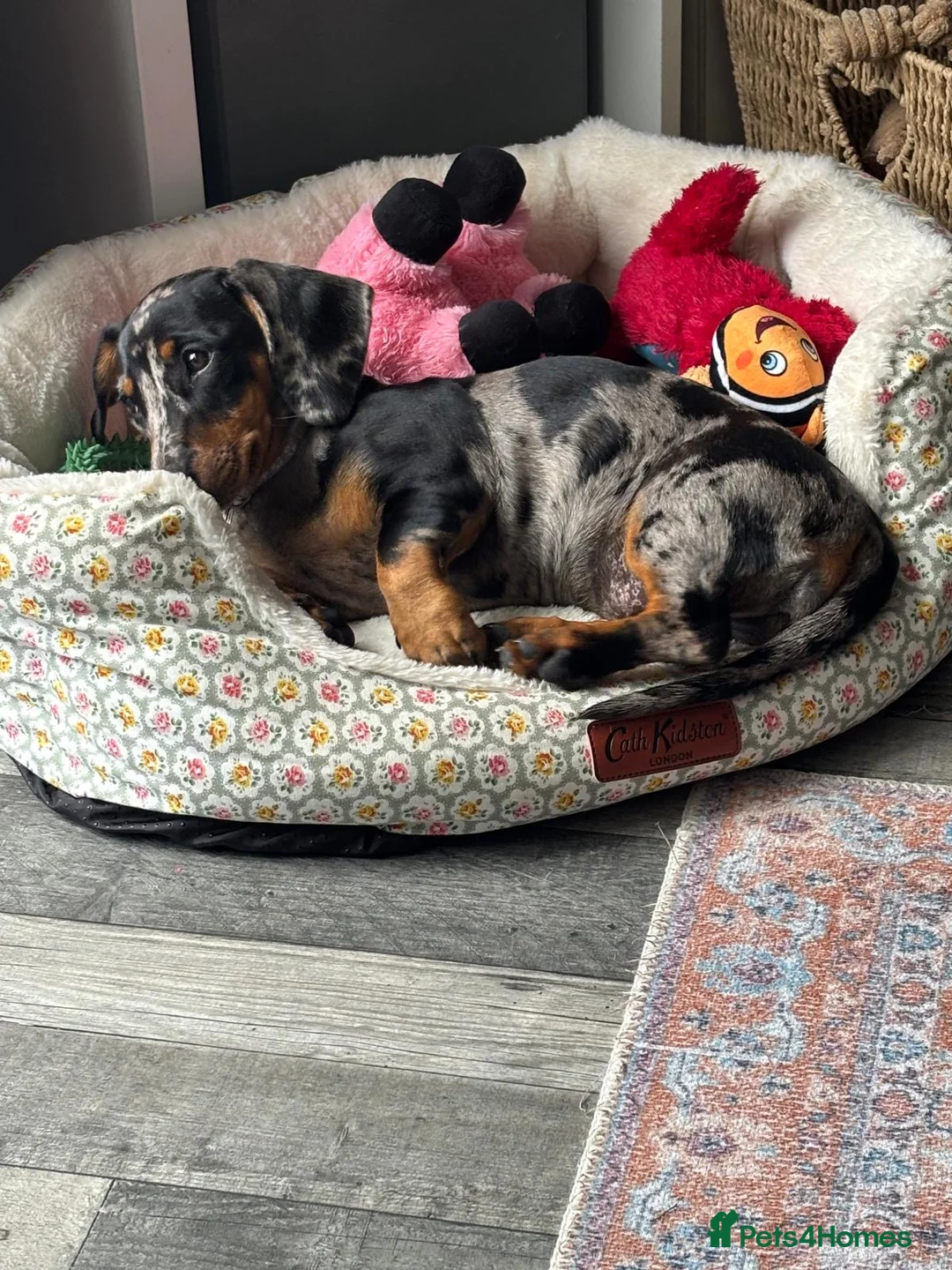 Dachshund dogs for sale: Silver dappled dachshund looking for a new home. in Burnham-on-Sea - Advert 2