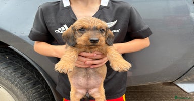 Dachshund dogs - Advert 2