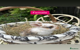 Mini Lop rabbits for sale: Baby Rabbits - Image 5