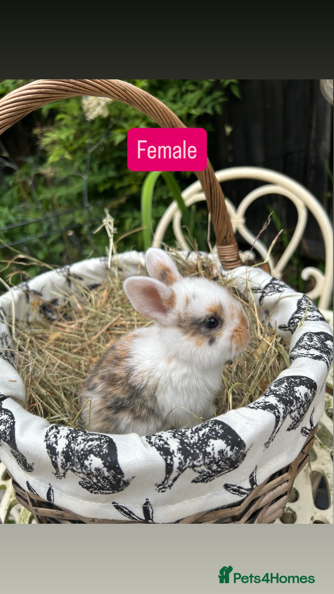 Mini Lop rabbits for sale: Baby Rabbits - Image 5