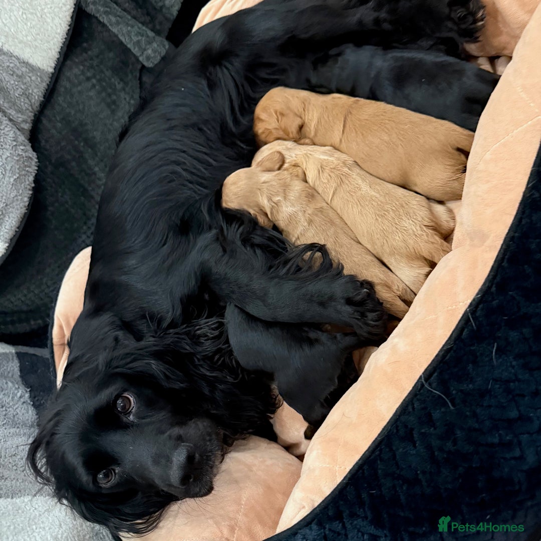 Cocker Spaniel dogs for sale: Beautiful litter of Cocker Spaniel puppies from - Advert 4