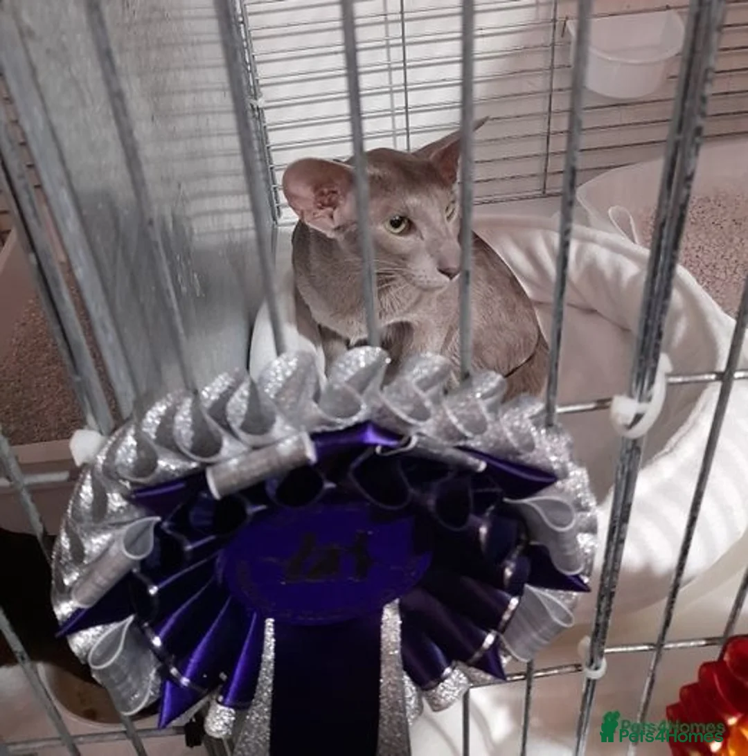 Oriental cats for sale: Supreme pedigree Oriental kittens GCCF reg - Advert 21