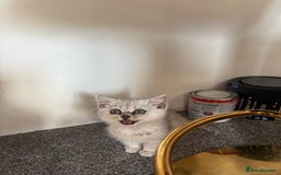 British Shorthair cats for sale: Persian X British short hair silver boy - Image 2