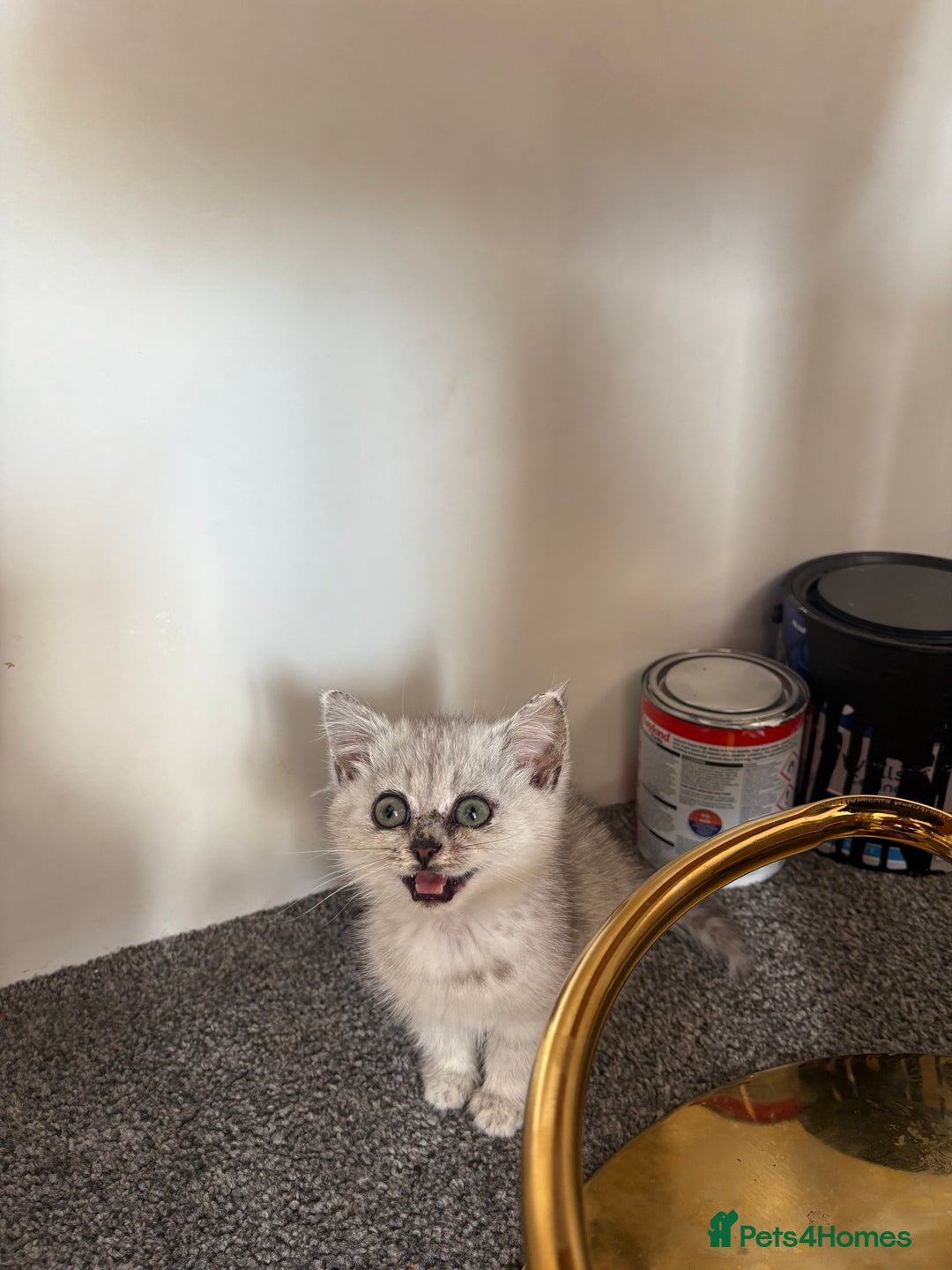 British Shorthair cats for sale: Persian X British short hair silver boy - Image 2