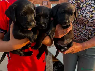 Mixed Breed dogs Gorgeous litter of jackadors - Advert 3