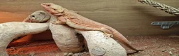 Bearded Dragon reptiles for sale: Red leather back bearded dragon  in Exeter - Advert 3