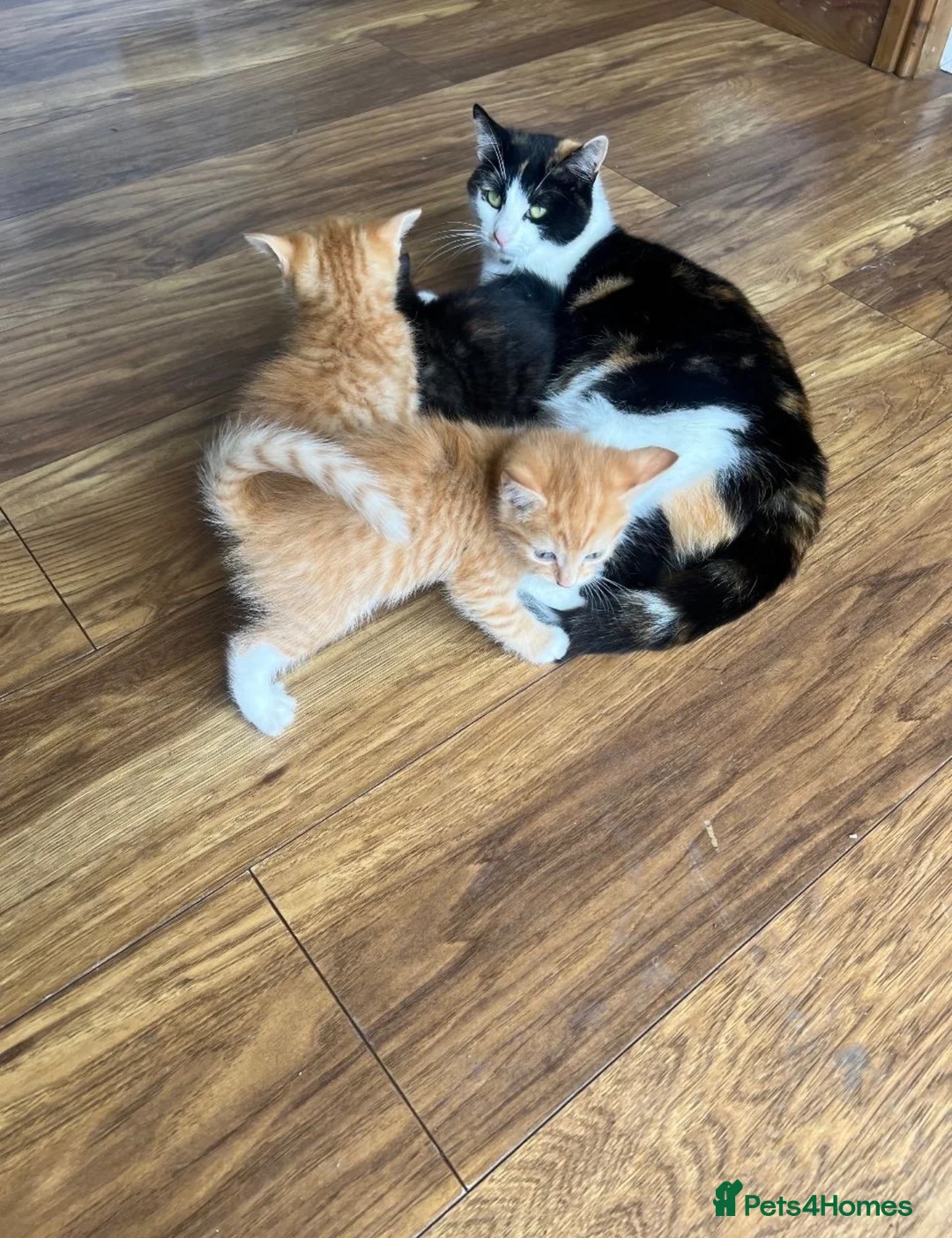 Mixed Breed cats for sale: 2 male ginger kittens looking for forever homes  - Advert 6