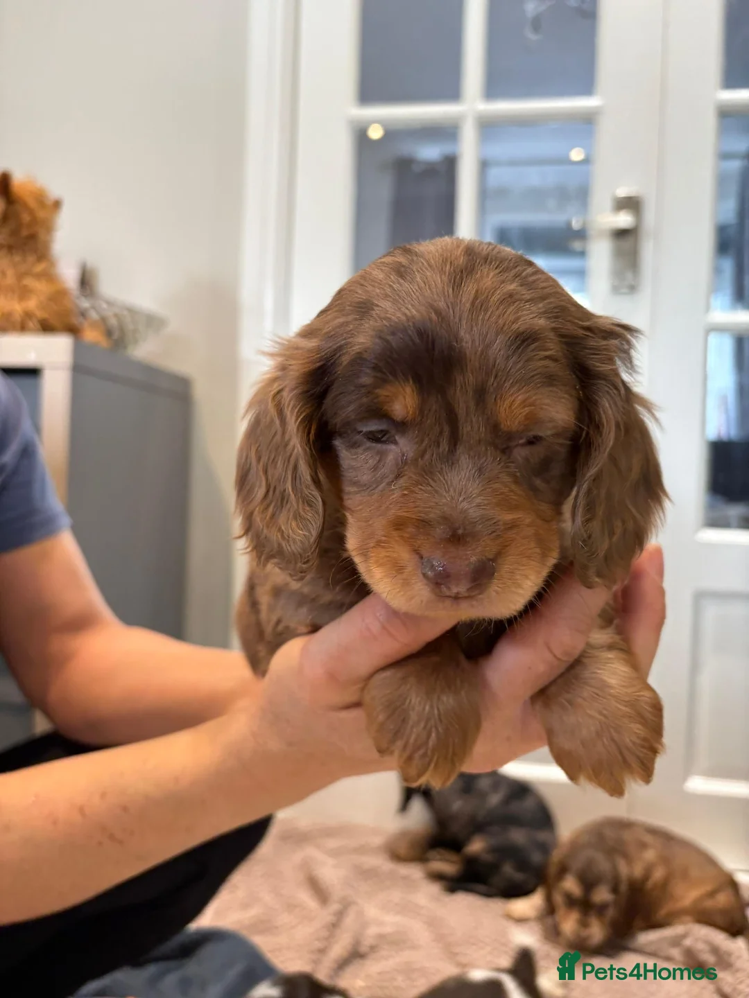 Cocker Spaniel dogs for sale: 100% Pedigree full show type DNA health tested  in Worksop - Advert 6