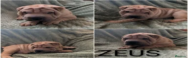 ZEUS 
