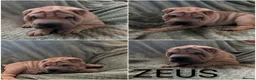 Shar Pei dogs for sale: Beautiful litter of Shar Pei Puppies  - Advert 8