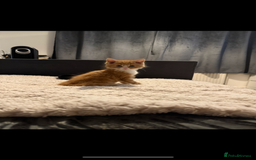Siberian cats for sale: Special needs kitten needs a special home - Image 5