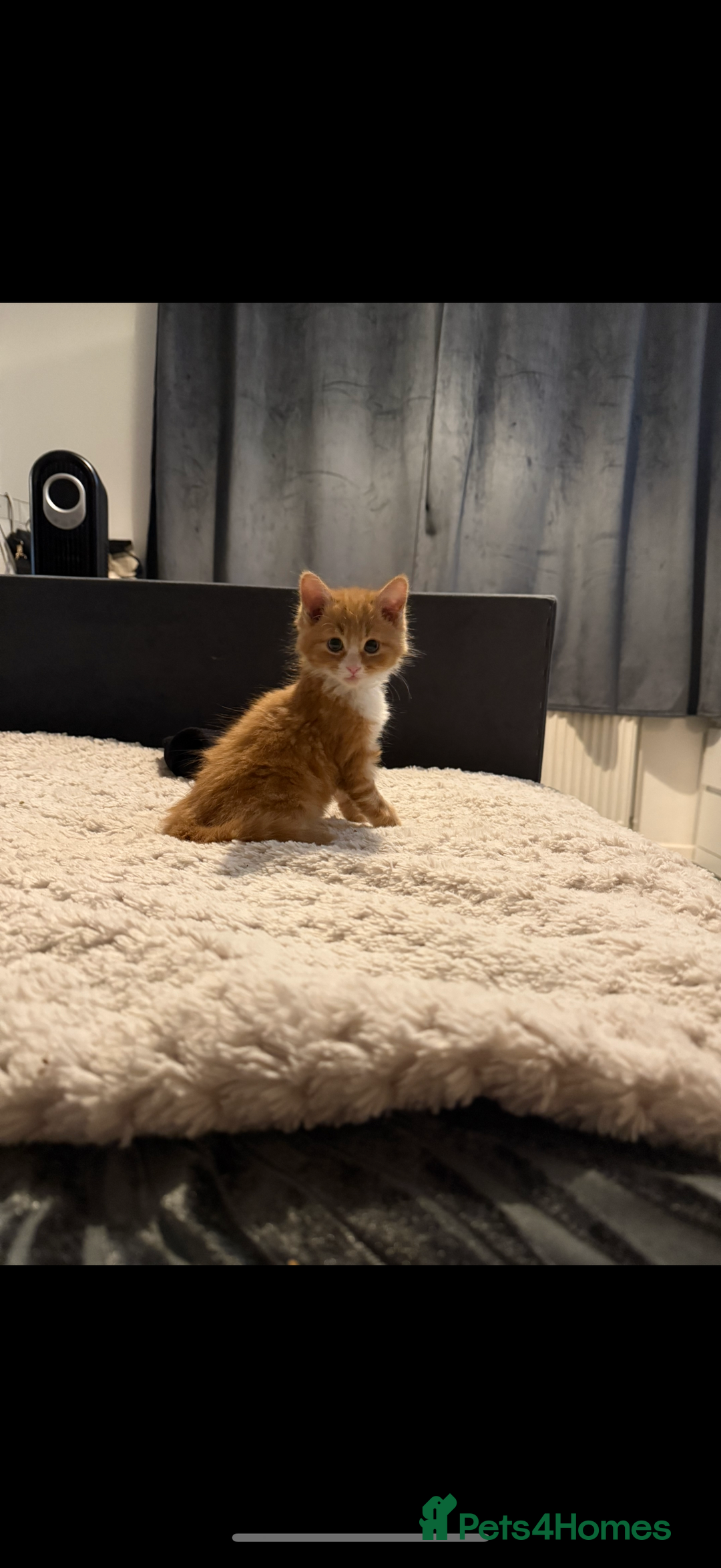 Siberian cats for sale: Special needs kitten needs a special home - Image 5