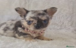 Chihuahua dogs for sale: Chihuahua X French Bulldog Puppies  - Image 11