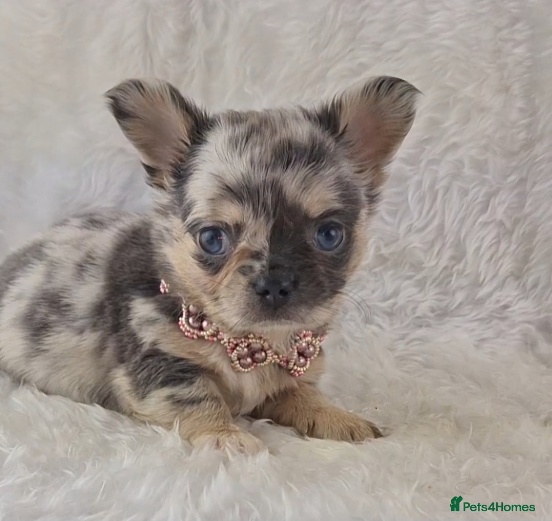 Chihuahua dogs for sale: Chihuahua X French Bulldog Puppies  - Image 11