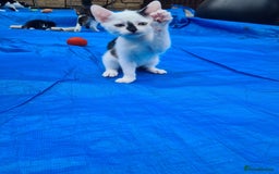 Mixed Breed cats for sale: 2 kittens for sale - Image 5