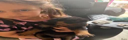 Rottweiler dogs for sale: Absolutely stunning Rottweiler puppies  - Advert 13