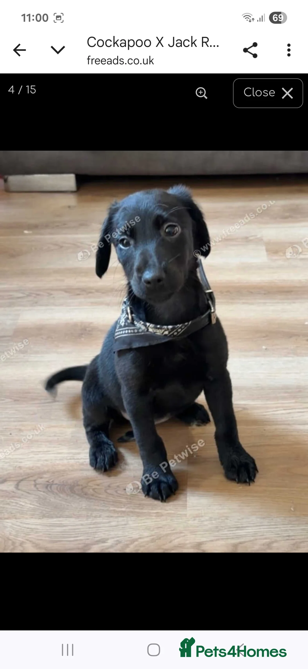 Mixed Breed dogs for sale: Bailey - Advert 4