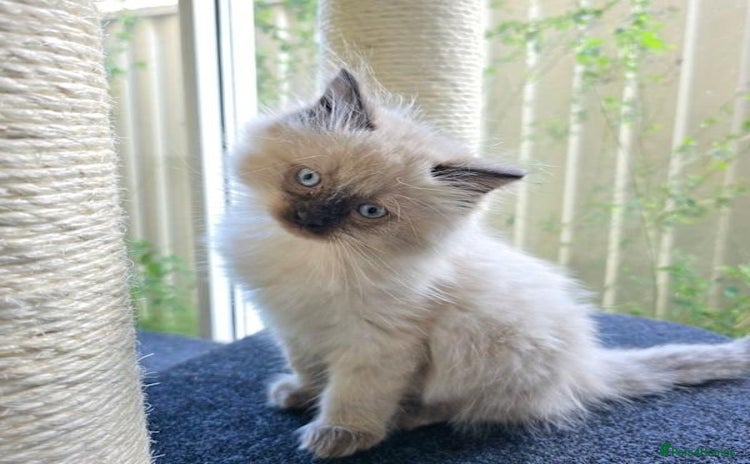 Ragdoll cats - Advert 1