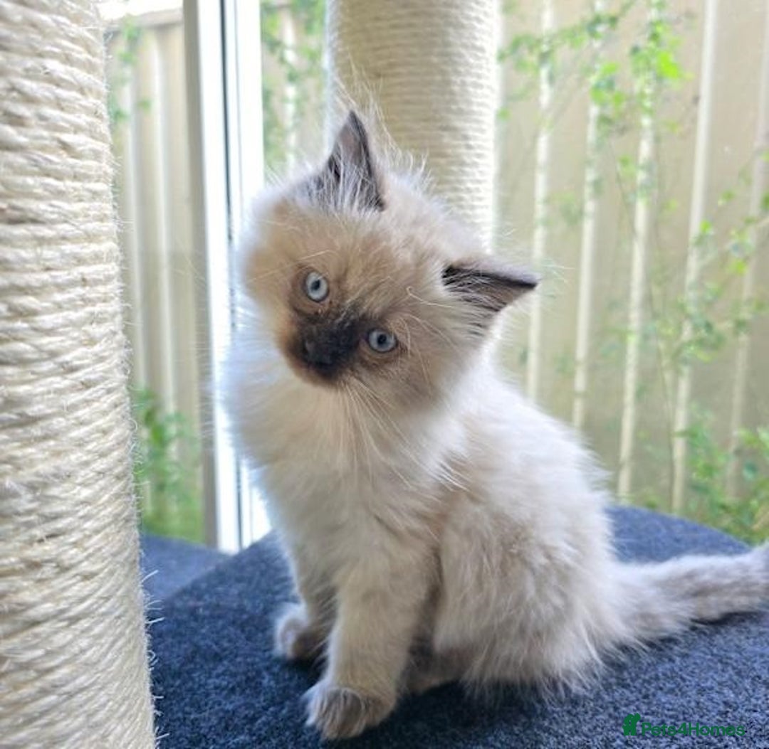 Ragdoll cats for sale: active pure Ragdoll kittens for sale - Image 1