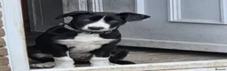 Border Collie dogs for sale: Male border collie - Advert 2