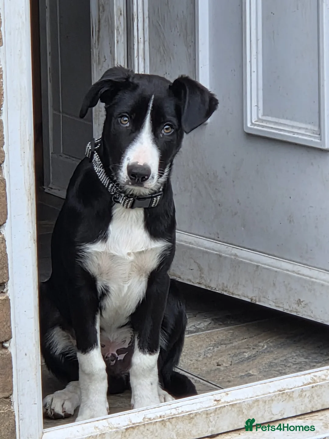 Border Collie dogs for sale: Male border collie - Advert 2