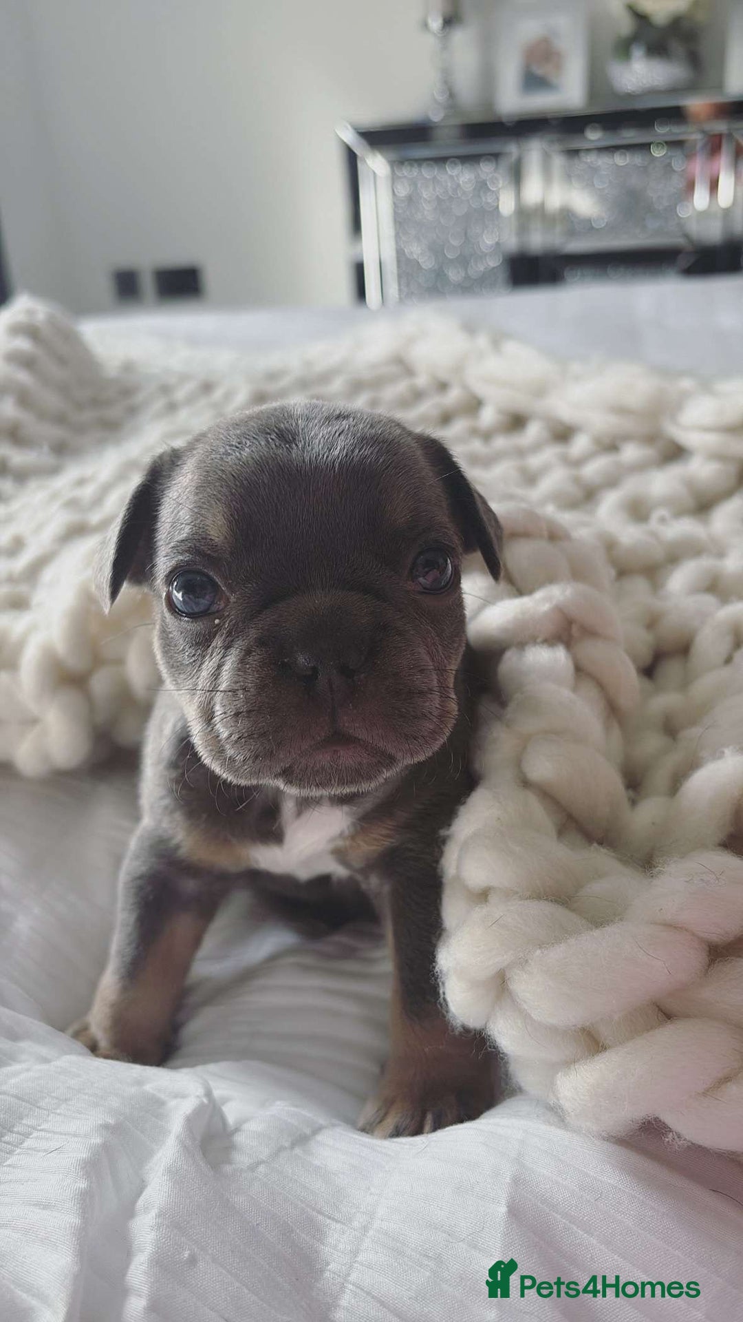 French Bulldog dogs for sale: 5 gorgeous fur babies 🩷 - Image 8