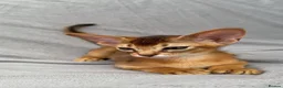 Abyssinian cats for sale: Gorgeous Abyssinian ruddy girls🤎❤️ - Advert 9