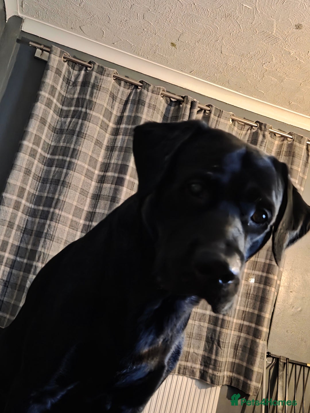 Labrador Retriever dogs for sale: Milo Boy - Advert 4