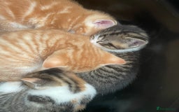 Mixed Breed cats for sale: 4 gorgeous mixed breed kittens - Image 11