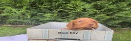 Cocker Spaniel dogs for sale: Kc reg hereditary clear working cocker spaniels in Ingatestone - Advert 12
