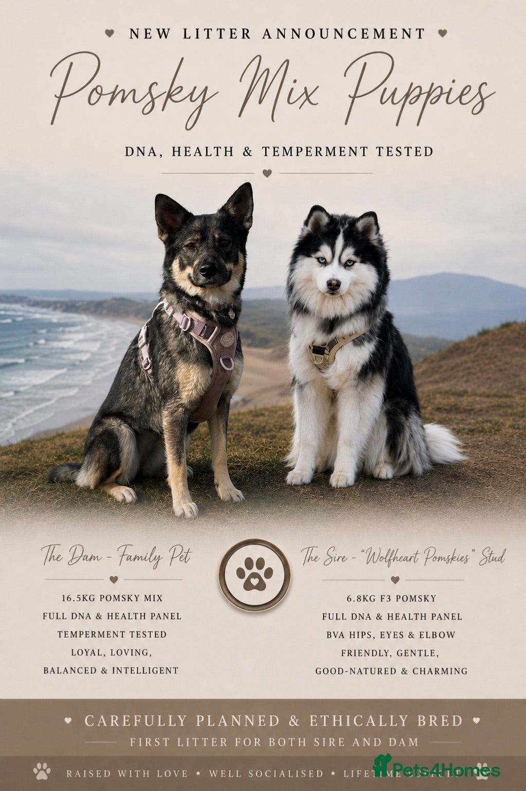 Pomsky dogs Pomsky Puppies - Health Tested - Advert 2