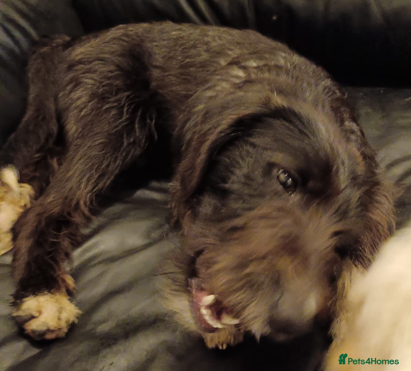 Mixed Breed dogs 🐾MEET DUKE – a superb young boy for a Loving Home - Advert 1