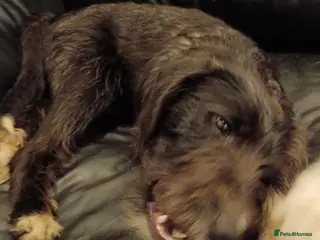 Mixed Breed dogs 🐾MEET DUKE – a superb young boy for a Loving Home - Advert 1