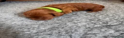 Cockapoo dogs for sale: 🐶💕 F1B COCKERPOO PUPPIES HAVE ARRIVED! 💕 - Advert 7