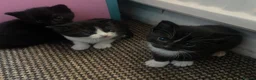 Domestic Shorthair cats for sale: Beautiful litter of Kittens 3xfemale 1xmale 😻 - Advert 6