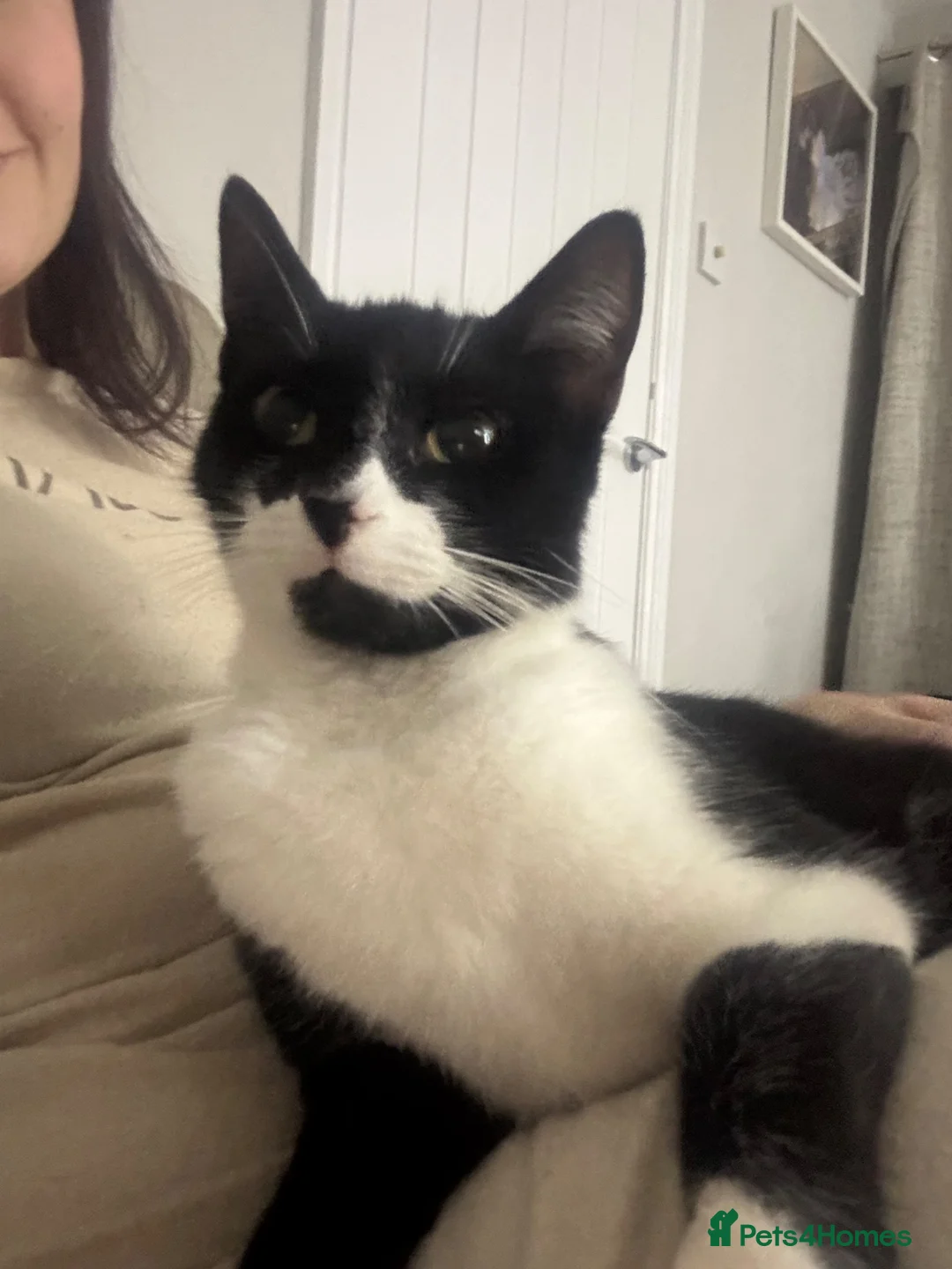 Mixed Breed cats for sale: 6 beautiful kittens  - Advert 1