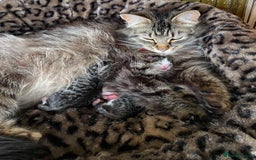 Mixed Breed cats for sale: Tiny kittens for sale - Image 10