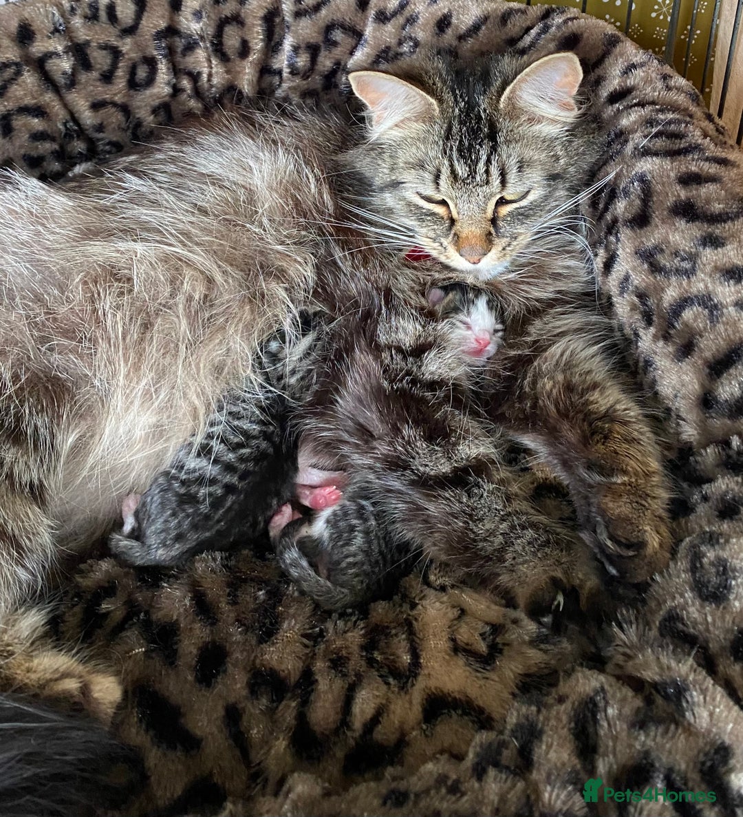 Mixed Breed cats for sale: Tiny kittens for sale - Image 10