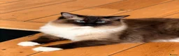 Ragdoll cats for sale: Two Beautiful Ragdoll Cats – Toby & Cleo - Advert 2